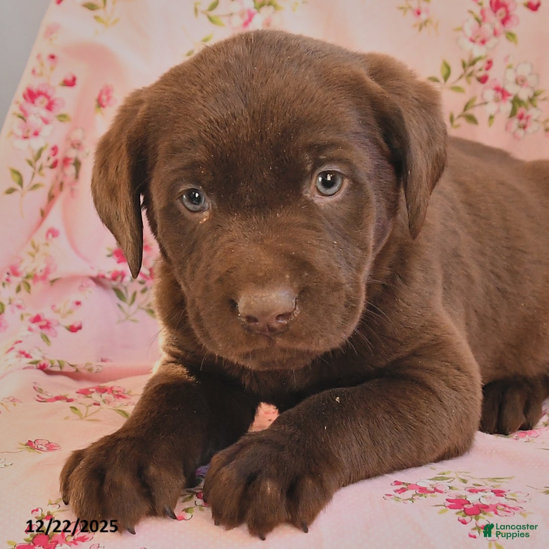 Labrador Retriever dogs for sale: Brinny - Ad 2