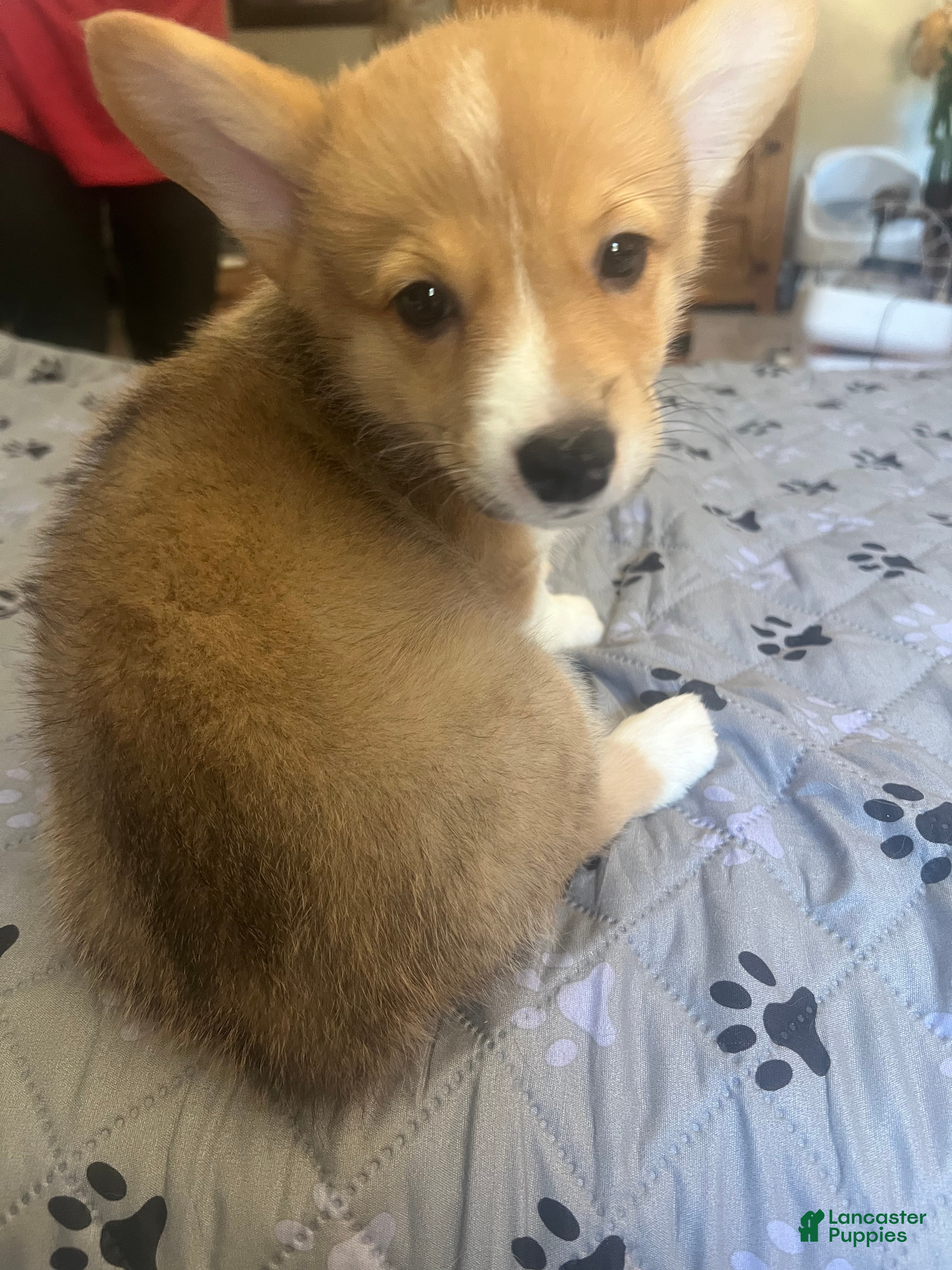 Welsh Corgi Pembroke dogs Welsh Corgi Pembroke Puppy 6 - Ad 2