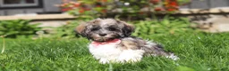 Havanese dogs for sale: Susie - Ad 3