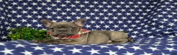 French Bulldog dogs for sale: Duncan - Ad 4
