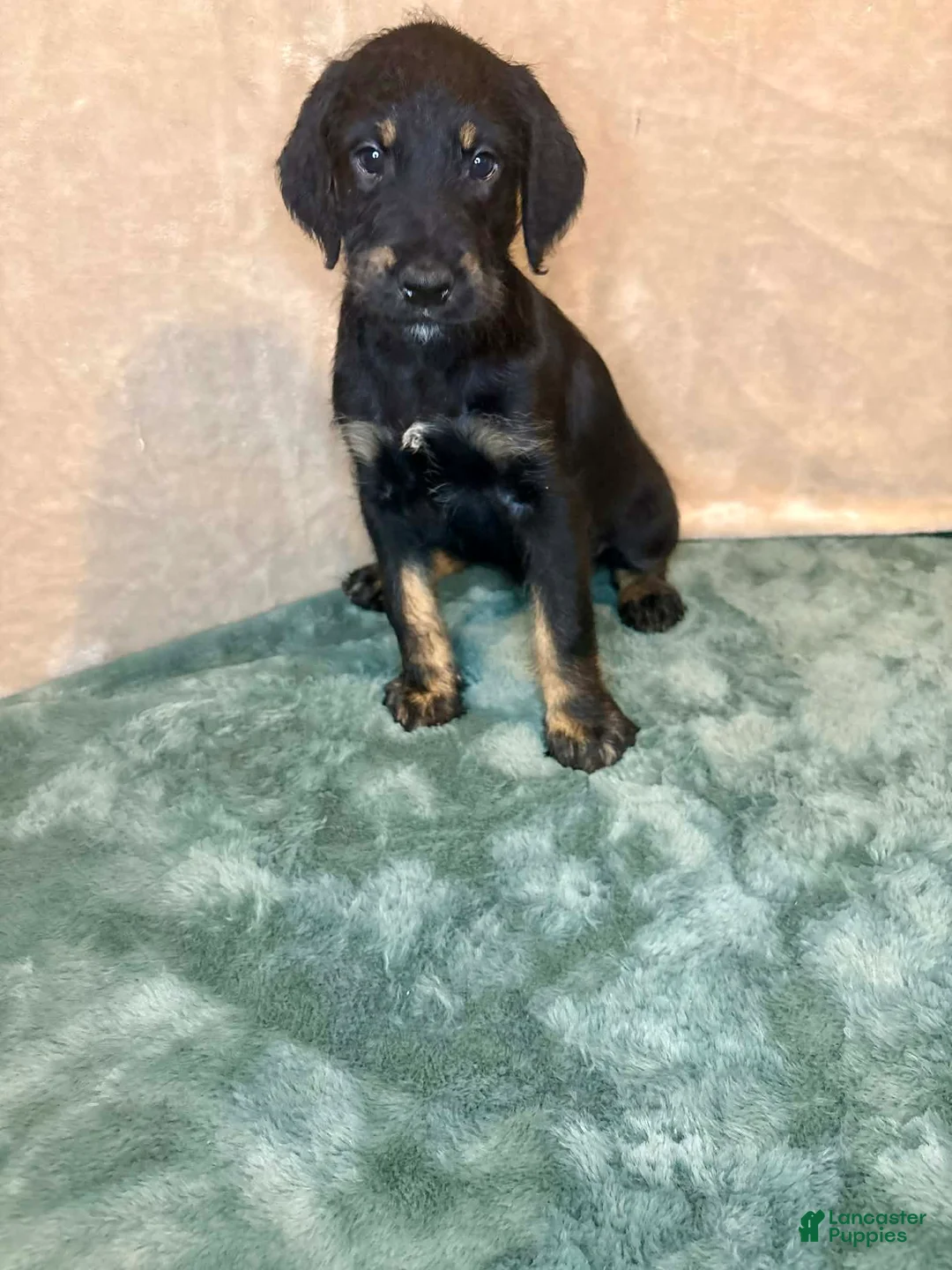 Mixed Breed dogs for sale: Tyra - Ad 1