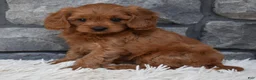 Cavapoo dogs for sale: Hank - Ad 5