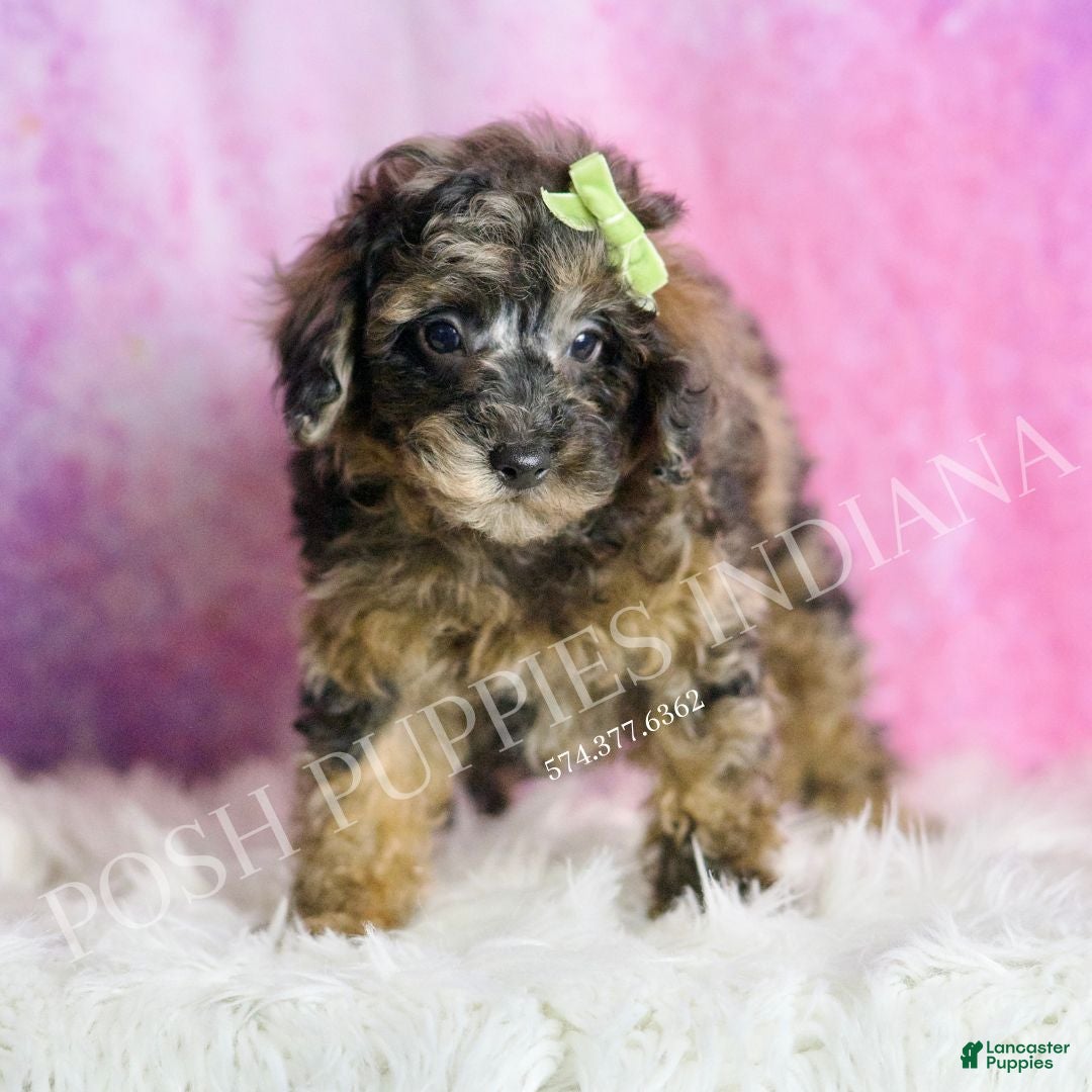 Toy Poodle dogs for sale: Mattie  - Ad 5
