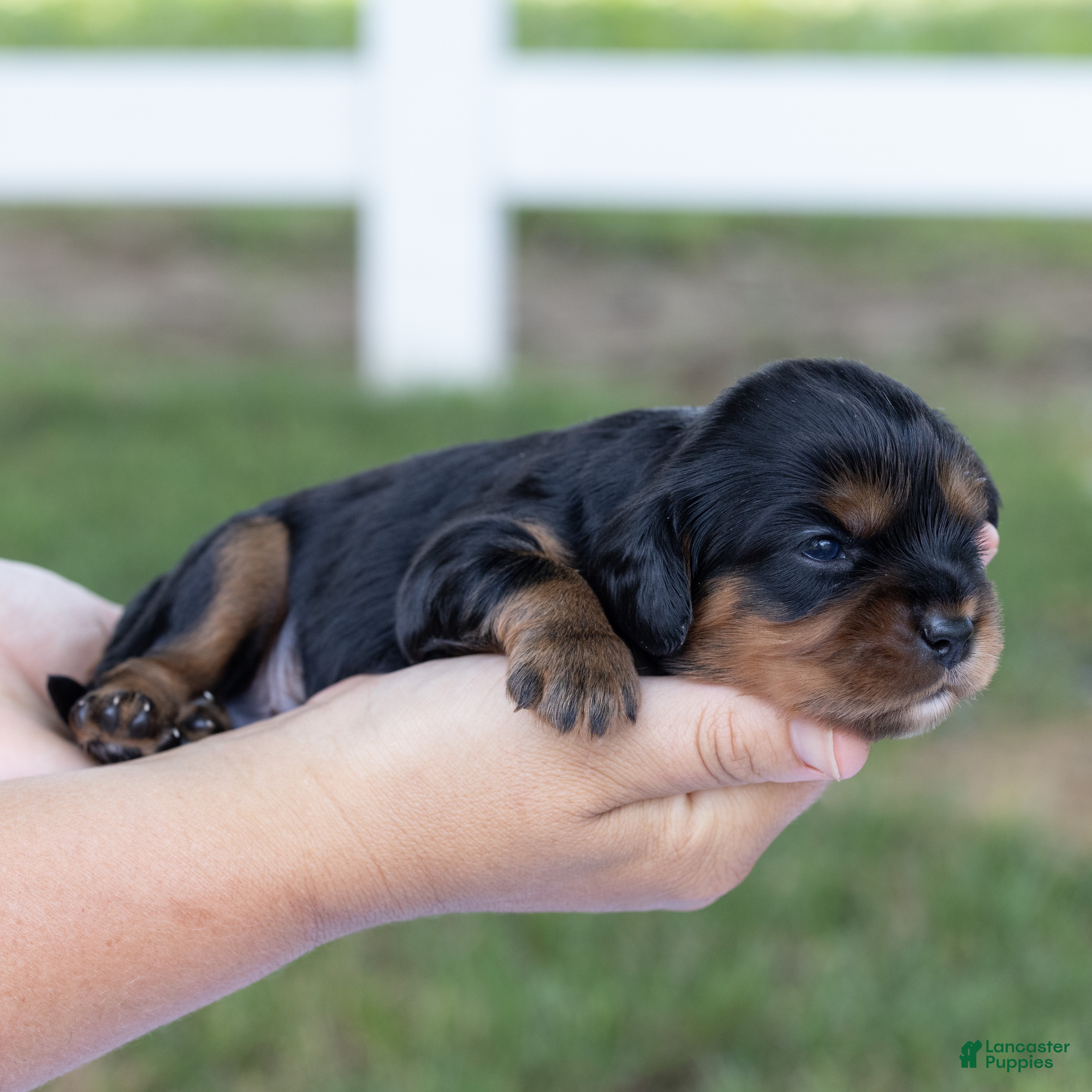 Cavalier King Charles Spaniel dogs Butch - Ad 2