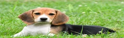 Beagle dogs for sale: Polly - Ad 7