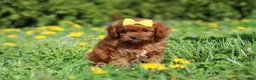Cavapoo dogs for sale: Zoey - Ad 5