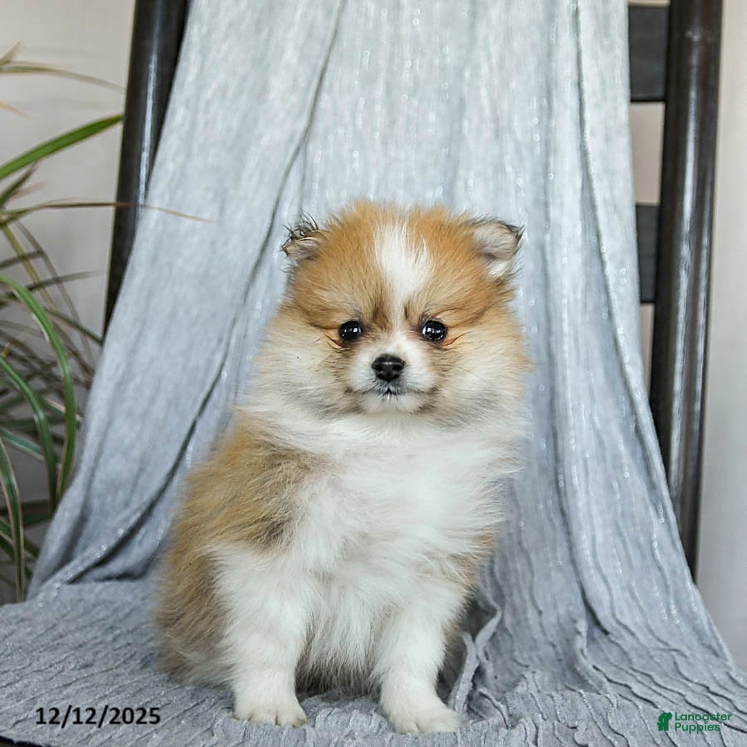 Pomeranian dogs for sale: Firecracker - Ad 4