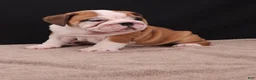 English Bulldog dogs for sale: Thor - Ad 6