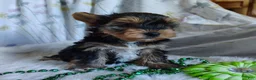 Yorkshire Terrier dogs for sale: Jet - Ad 4
