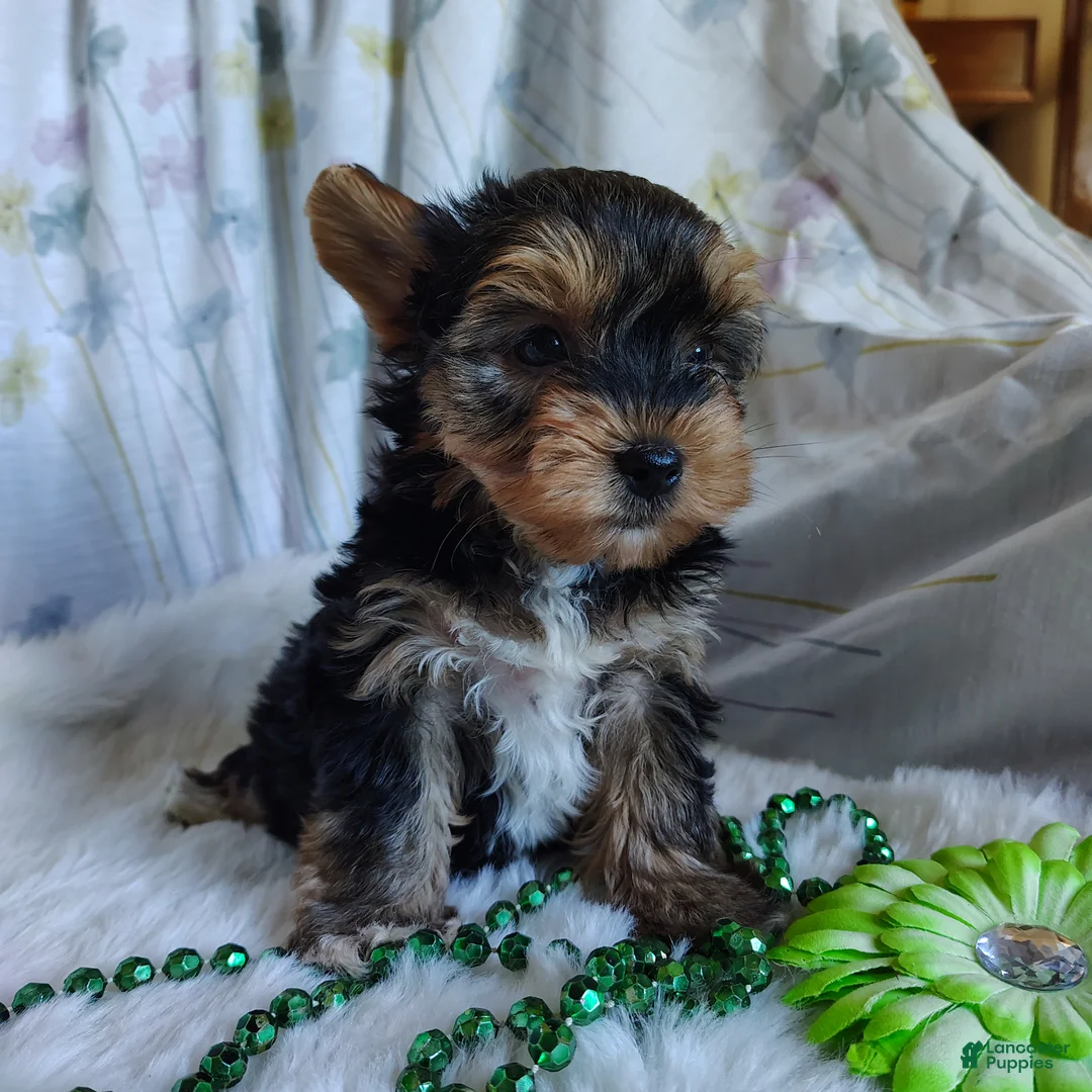 Yorkshire Terrier dogs for sale: Jet - Ad 4