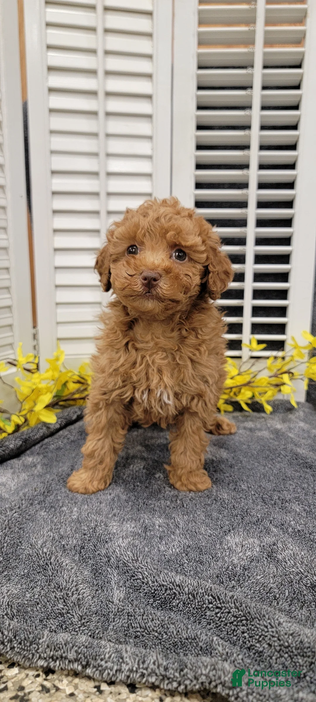 Miniature Poodle dogs for sale: Leom - Ad 1