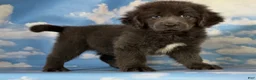 Newfoundland dogs for sale: Phoebe DNA clear OFA Gray - Ad 2