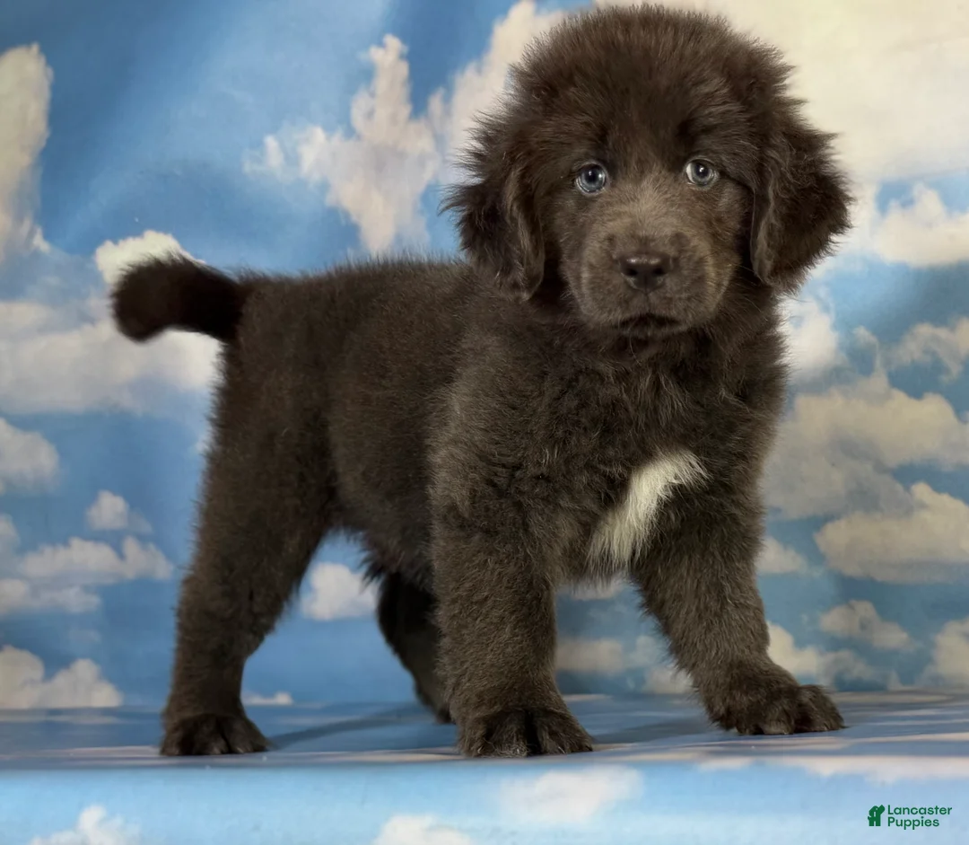 Newfoundland dogs for sale: Phoebe DNA clear OFA Gray - Ad 2