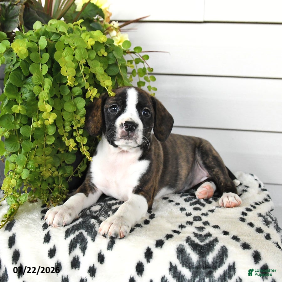 Beaglier dogs Maisie - Ad 2