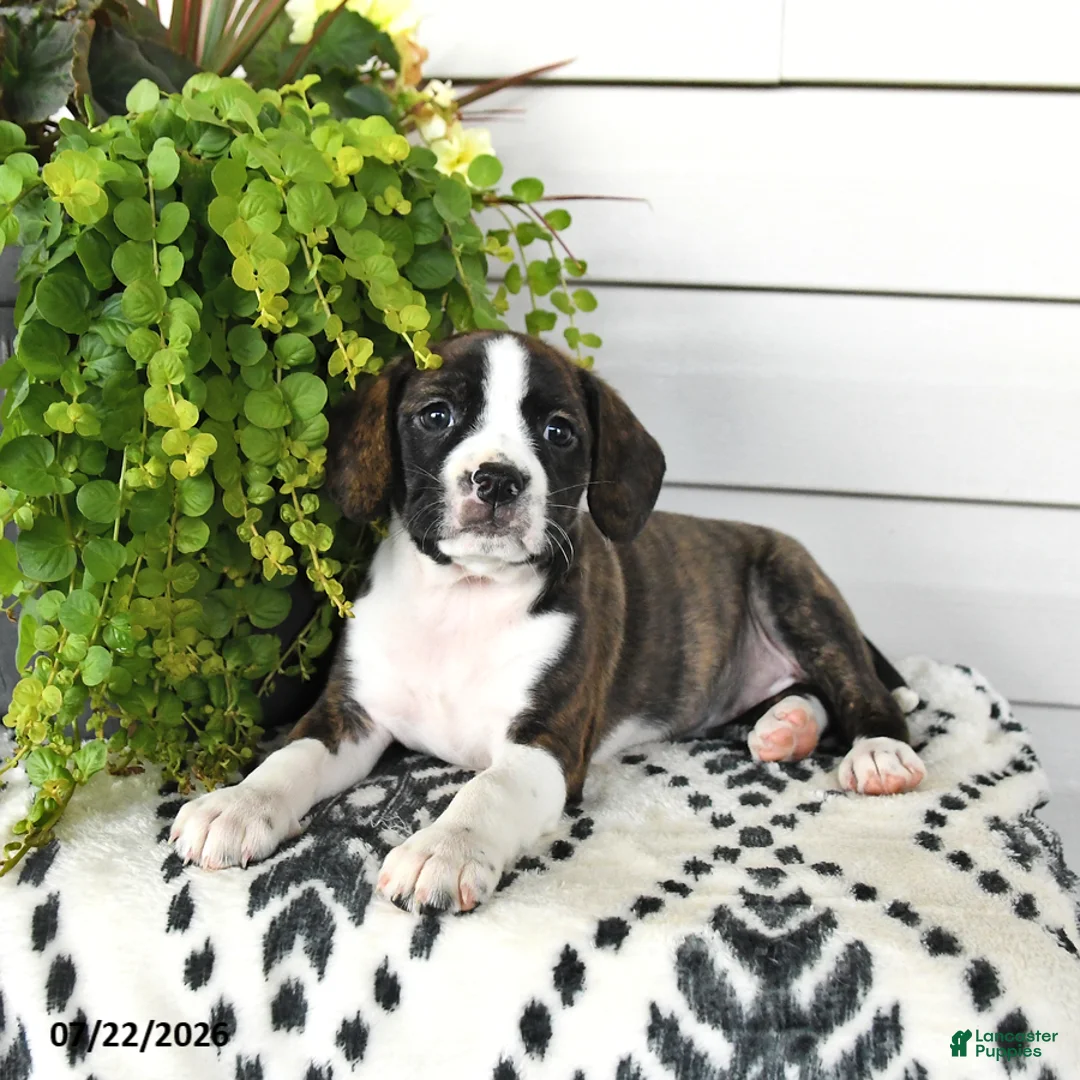 Beaglier dogs for sale: Maisie - Ad 2