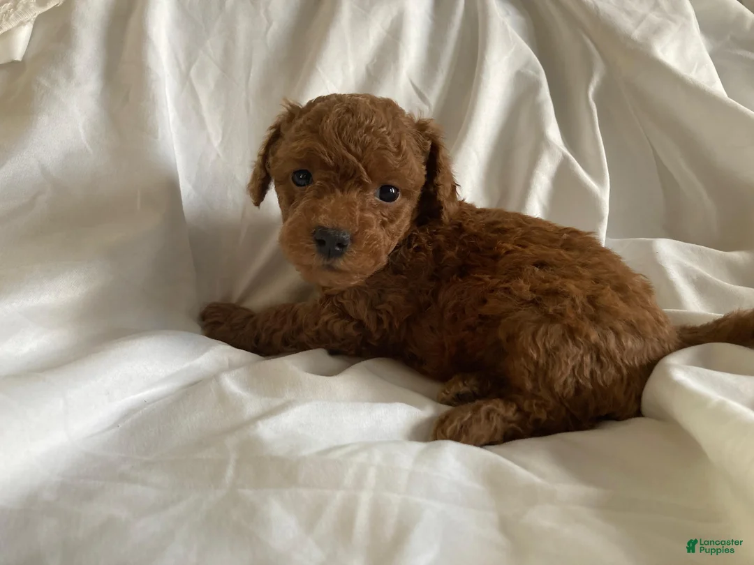 Miniature Poodle dogs for sale: Shanea - Ad 10