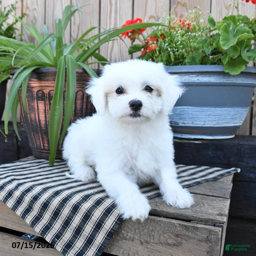 Mixed Breed dogs for sale: Opal - Ad 2