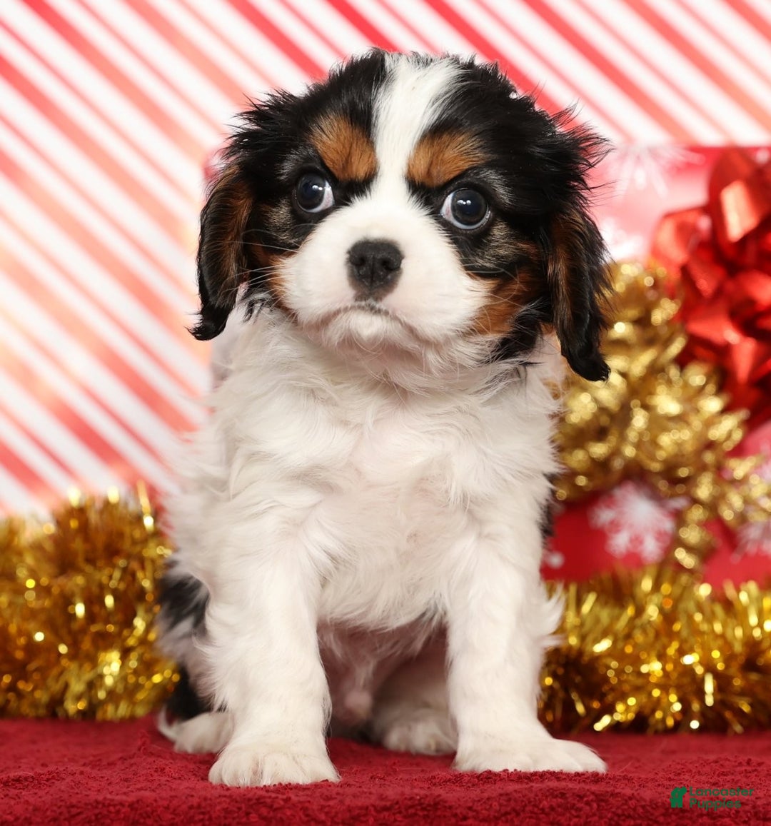 Cavalier King Charles Spaniel dogs for sale: Bo - Ad 2