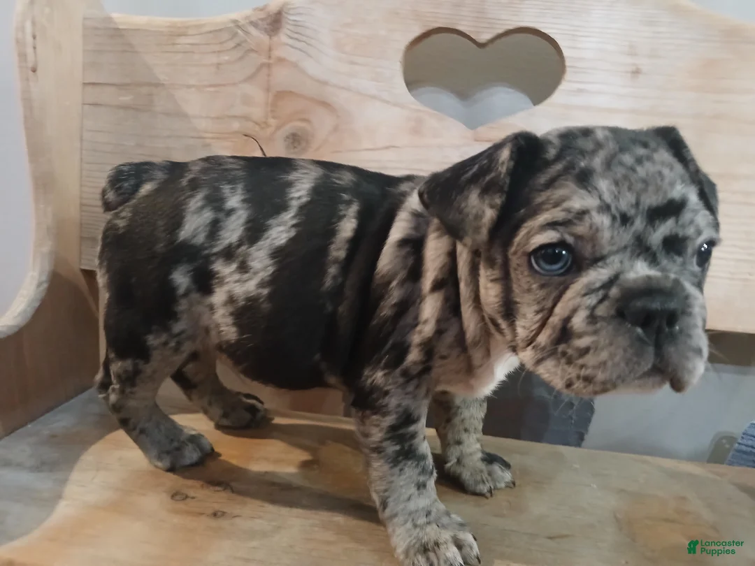 French Bulldog dogs for sale: Luke - Ad 6