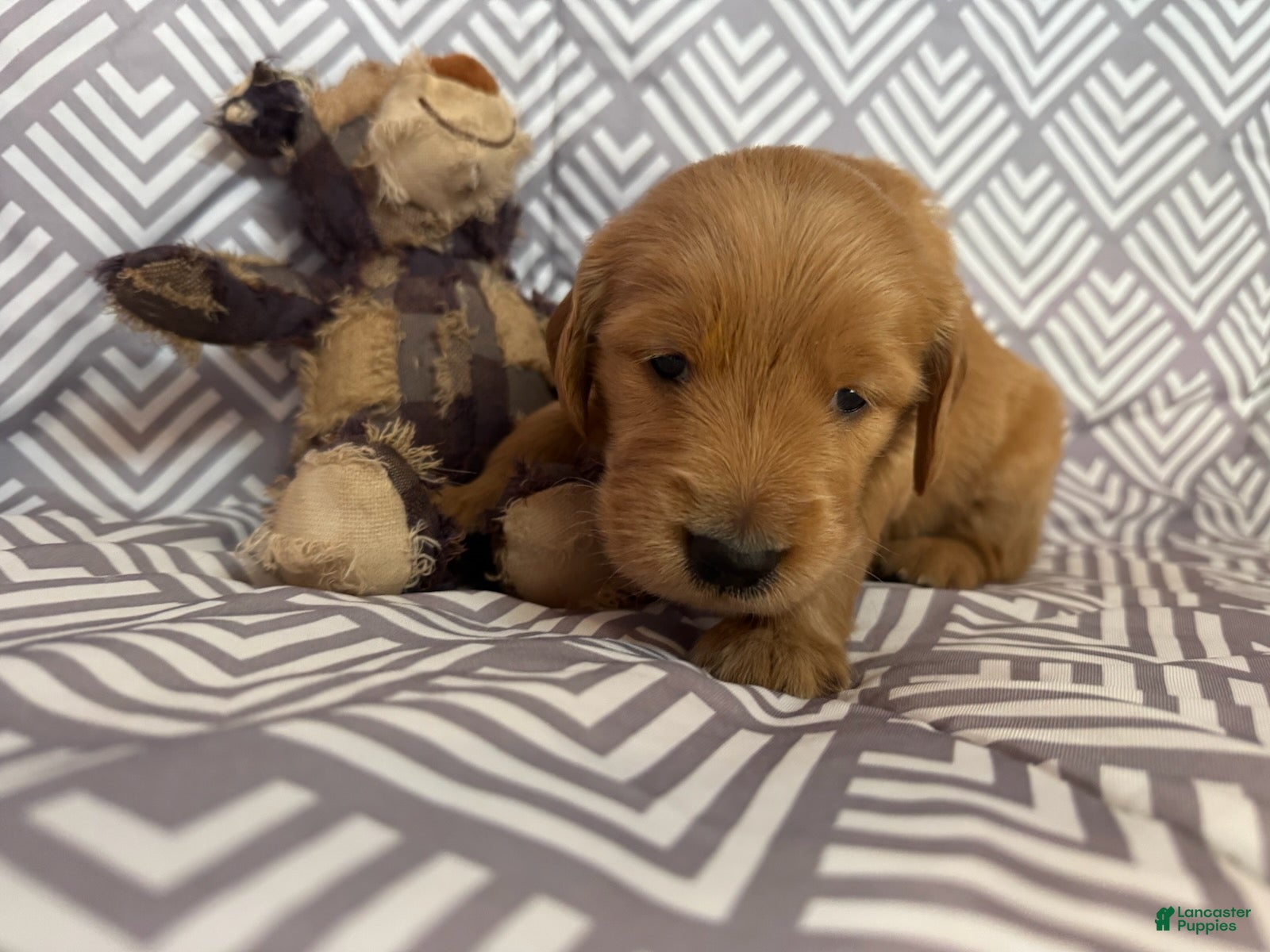 Golden Retriever dogs Grey - Ad 2