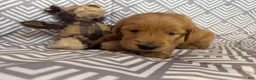 Golden Retriever dogs for sale: Grey - Ad 2