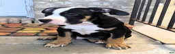 American Bully dogs for sale: "BIGGIE SMALLZ" BLACK TRI COLOR - Ad 3