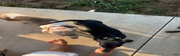 Miniature Dachshund dogs for sale: Milo - Ad 7