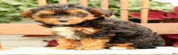 Morkie dogs for sale: Doogie - Ad 9