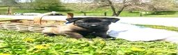 Belgian Malinois dogs for sale: Roxy❤️🐾AKC Registered🐾❤️❤️Text 717-202-9120 - Ad 15