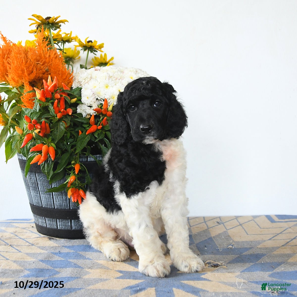 Standard Poodle dogs Monty - Ad 28