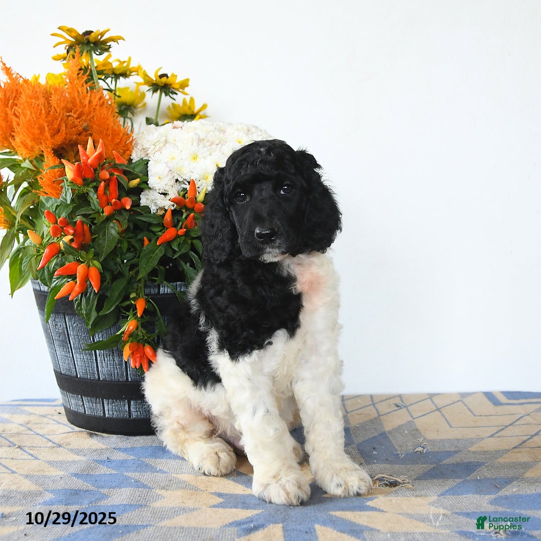Standard Poodle dogs for sale: Monty - Ad 1