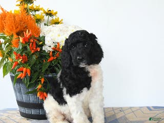 Standard Poodle dogs Monty - Ad 15