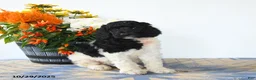 Standard Poodle dogs for sale: Monty - Ad 1