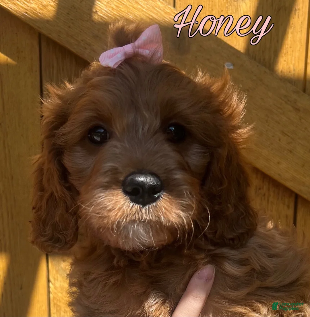 Cavapoo dogs for sale: Honey - Ad 1