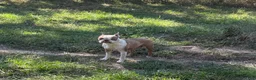 Boston Terrier dogs for sale: Boston Terrier 3 - Ad 8
