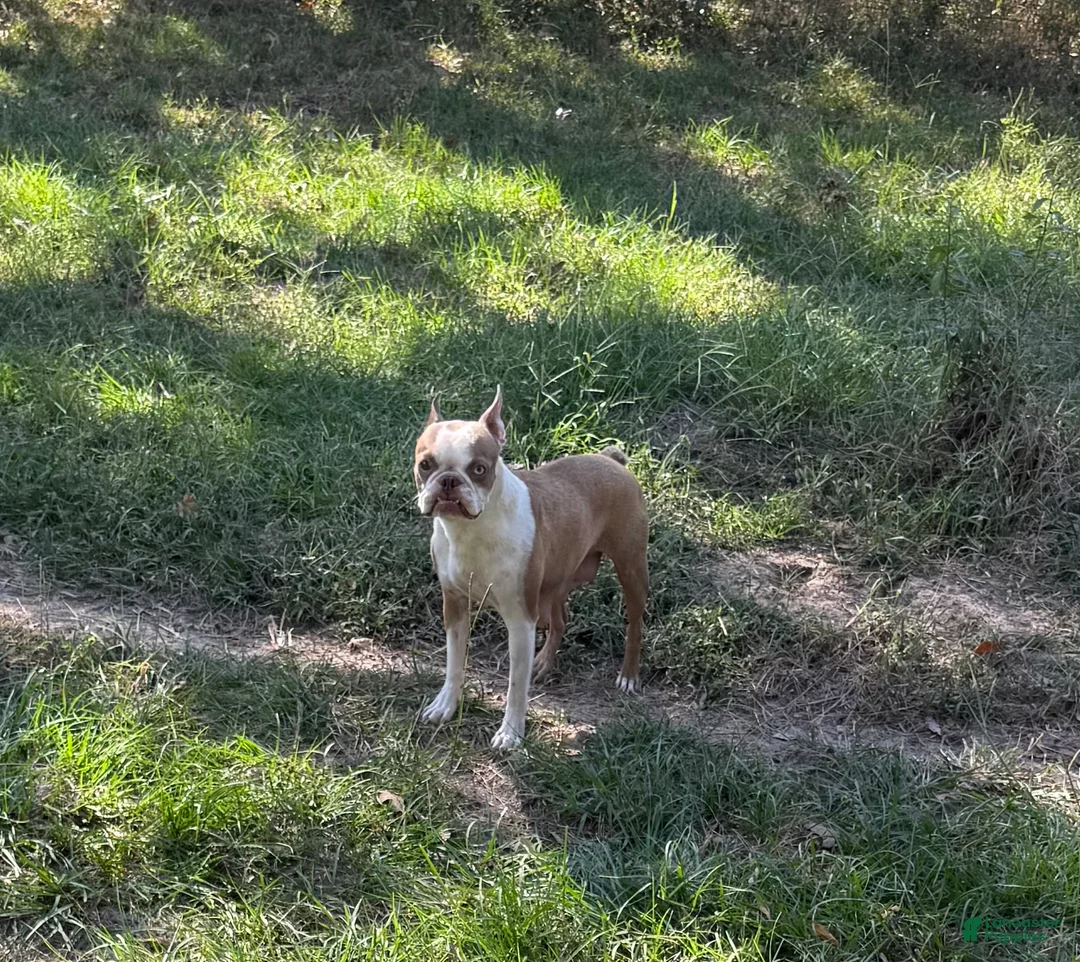 Boston Terrier dogs for sale: Boston Terrier 3 - Ad 8