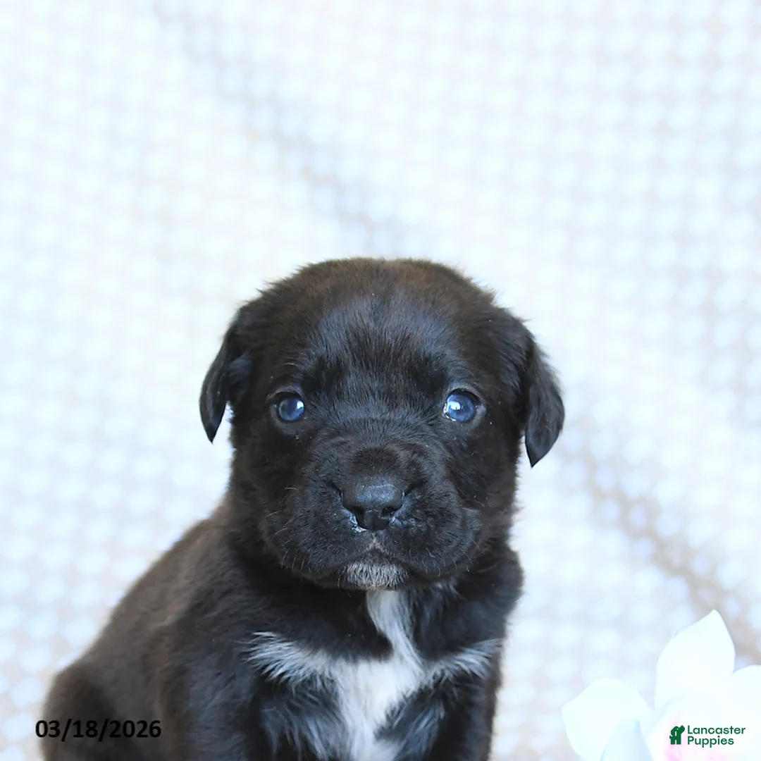 Cane Corso dogs for sale: Captain - Ad 5