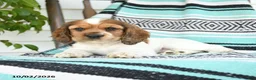 Cocker Spaniel dogs for sale: Darla - Ad 4