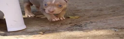 American Bully dogs for sale: Tampa - Ad 4
