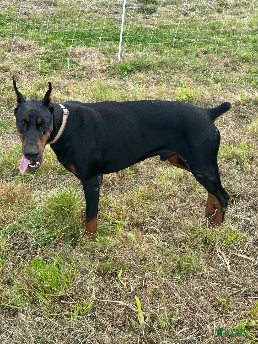 Doberman Pinscher dogs for stud: RIPP  - Ad 7