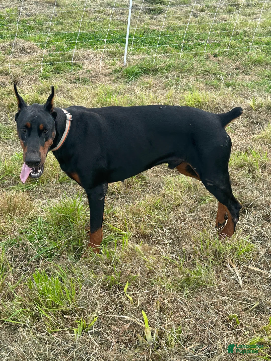 Doberman Pinscher dogs for stud: RIPP  - Ad 7