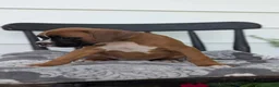Boxer dogs for sale: Kylo - Ad 5