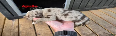 Apollo - Male (red merle) 