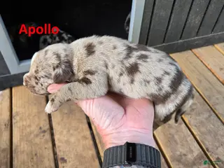 Catahoula Leopard Dog dogs for sale: Apollo - Male (red merle) - Ad 1