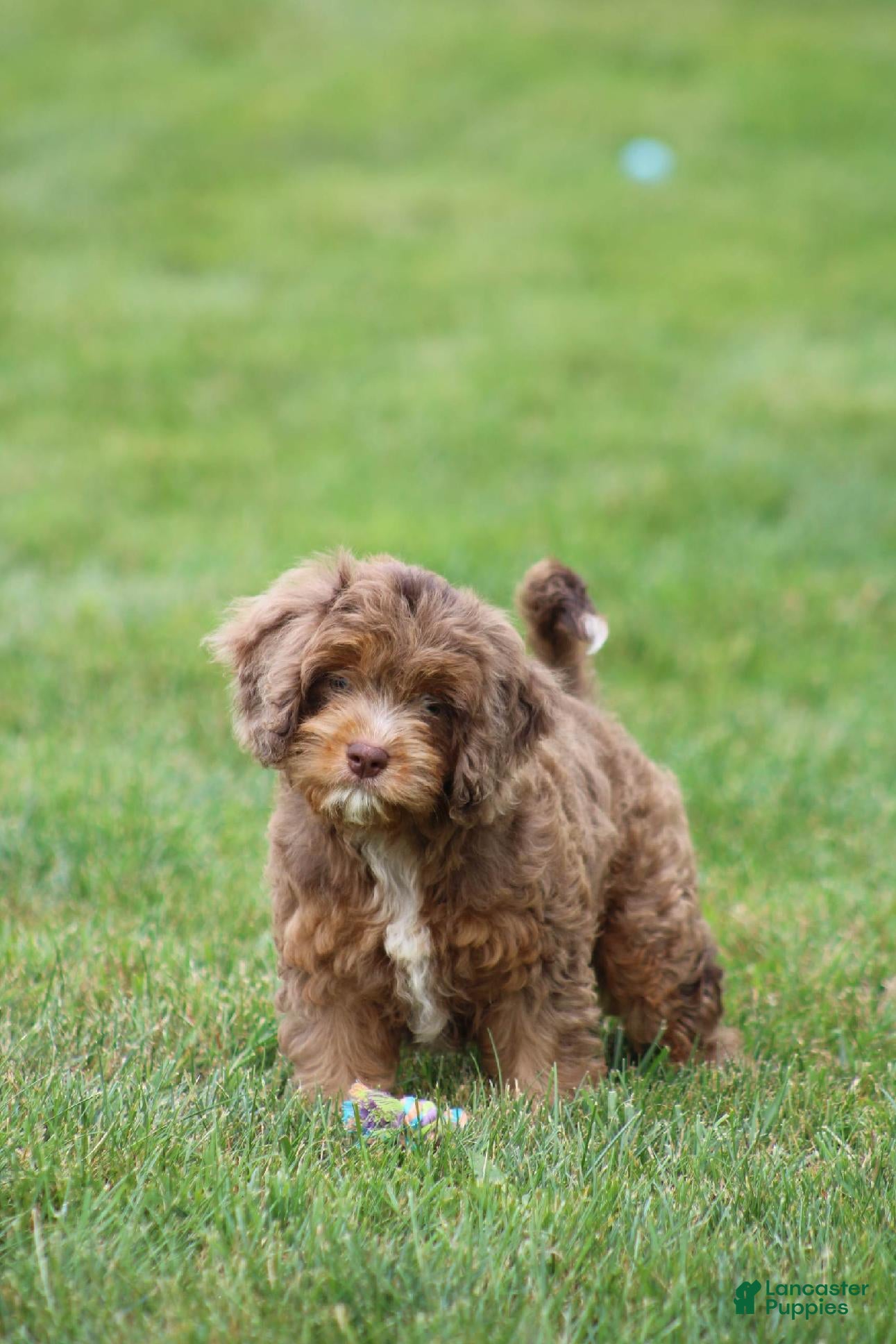 Cavapoo dogs Oliver - Ad 1