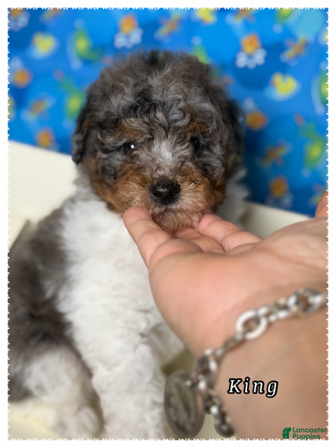 Miniature Poodle dogs King - Ad 2