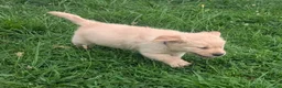 Golden Retriever dogs for sale: Leo - Ad 7