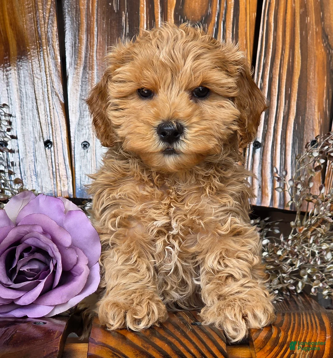 Cockapoo dogs for sale: Honey - Ad 7