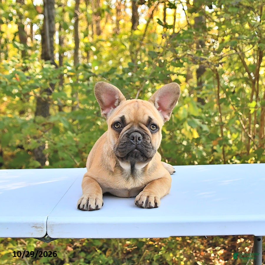 French Bulldog dogs for sale: Bella   - Ad 4