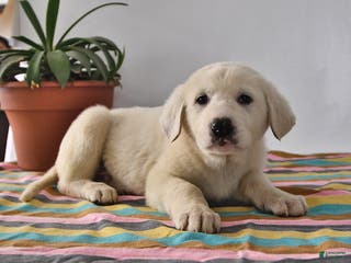 Mixed Breed dogs Buster - Ad 2